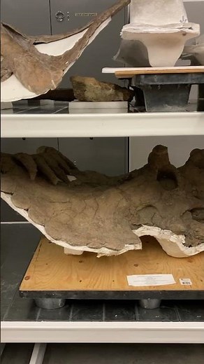 Sneak peek at the collections at the Natural History Museum of Utah!
