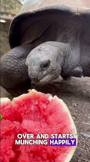 Tortoise Loves Her Watermelon 🐢🍉 #shortsvideo