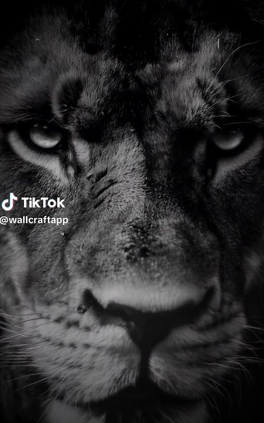 HD Wallpaper Collection for Your Devices