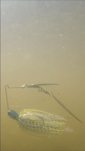 Flash. Vibration. Reaction⚡Watch the Spinnerbait Come Alive #reactiontackle #underwater