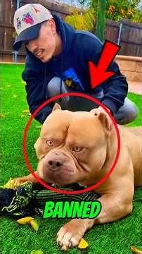 “Top 5 Dogs That Were Banned for Being Too Dangerous!” 🤯😱😱 #dog #animals #facts