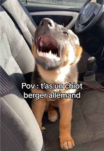 Puppies and Their Antics: German Shepherd Adventures