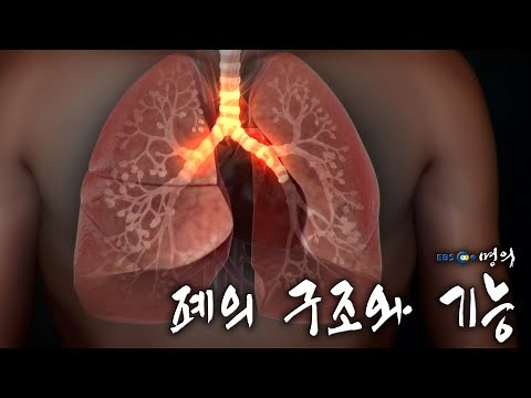 [명의 의학백과📖] 폐의 구조와 기능