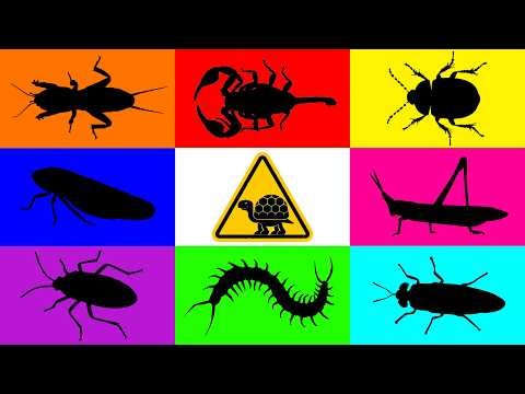 Insect: Mole Cricket, Black Soldier Fly, Cotton Bug, Turtle, Leaf Hopper, Centipede, Taro Beetle...