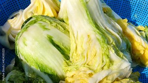 Washing cabbage to make kimchi