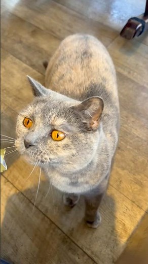 Feeding the fluffiest cats at a Tokyo cat café