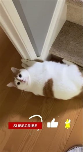 Epic stair fail #animals #fail #funny