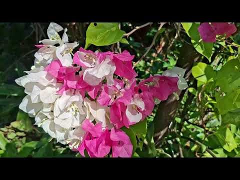 1 Minute Village Garden Natural Flowers