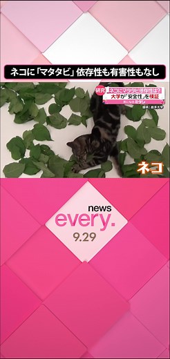 #ネコに#マタタビを与えると「幸せだにゃ～」と、まるで酔っ払ったようになる「マタタビ反応」。その依存性や安全性について、#岩手大学と#名古屋大学、イギリス・#リバプール大学の研究チームが世界で初めて明らかにしました。#日テレnews #tiktokでニュース