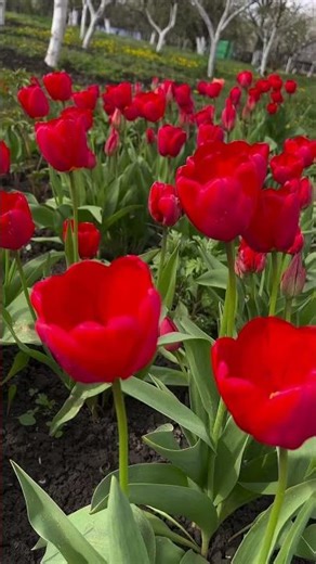 The Sound of Nature: A Symphony of Landscapes & Birdsong #travel #naturetranquility #relaxingmusic