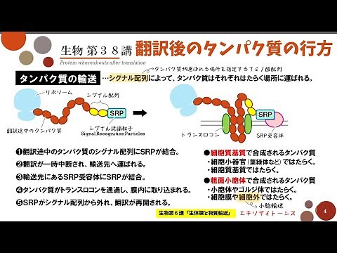 【高校生物】第38講「翻訳後のタンパク質の行方」翻訳後修飾・シグナル配列・タンパク質の分解