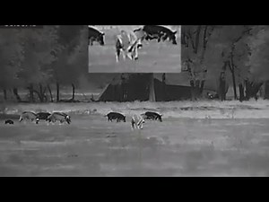 AGM Rattler TS 50-640 Hog Hunt