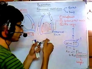 Respiratory system - inspiration