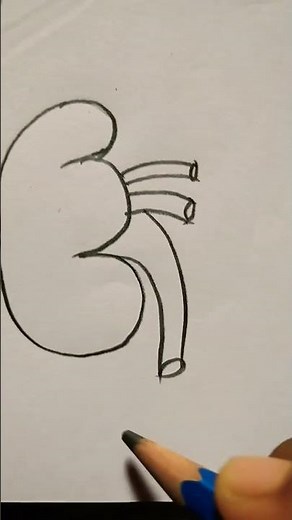 easy Human Kidney drawing for kids