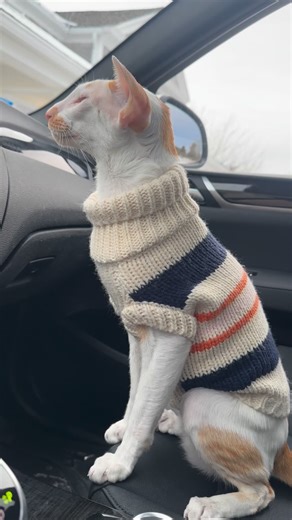 It’s always a great day when Winston is wearing his striped turtleneck sweater! | fivecrazycats
