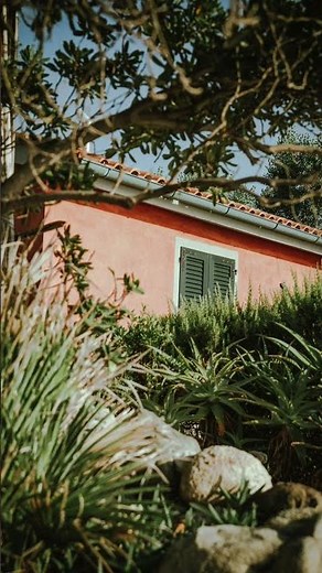 Peaceful Garden Sounds 🌿 Birds Chirping & Insects for Deep Relaxation | Sleep Calm Loop #shorts