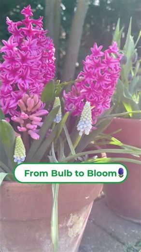 From Bulb to Bloom: The Full Life Cycle of a Flower