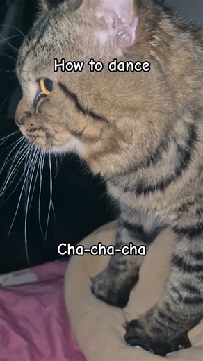 How to dance cha-cha-cha