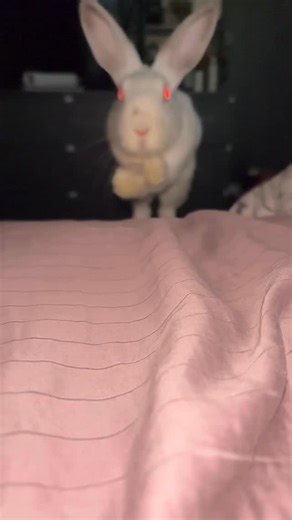 gummy | pov: you crash into a semi gum #rabbitlove #bunnylove #rabbit #bunny #bunnycore #bnuuy #rabbitcommunity #rabbitsofinstagram #fyp... | Instagram