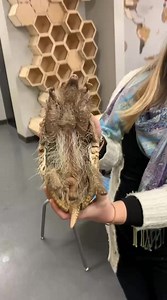 34M views · 42K reactions | Cachi is such a drama-dillo! Cachicamo, a three-banded armadillo, sometimes gets extra excited when it’s time to do things! He’s one of our ambassador animals, so he’s very comfortable being held like this. He’s just eager to get down so he can run around and sniff for bugs, attack shoes, and get scritchies on his back. | Potawatomi Zoo | Facebook