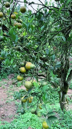Ga ada bosen2nya ke brastagii 🥺❤️❤️ kalau bisa tiap minggu kesana deh 🥺 #brastagi #sumut #toba #petikbuah #jeruk #buaheksotis #medan #viral