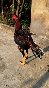 119K views · 4.5K reactions | Java Aseel on Reels | Facebook