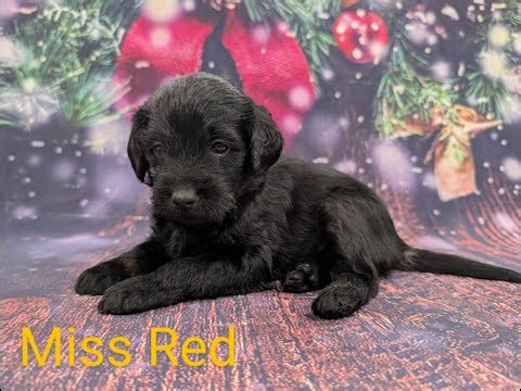 F1B Labradoodle Girl Puppies 4 week old Pictures