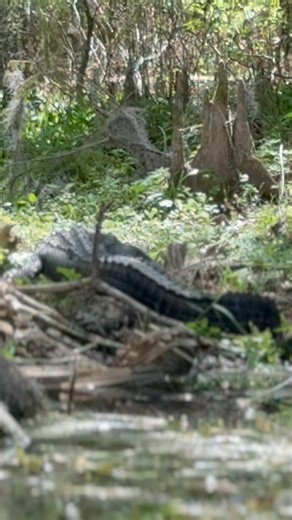 Paddle boarding with Gators 🐊 #gators