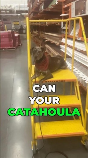 Catahoula Leopard Dog Training WATCH TIL THE END! #shorts #dogtraining