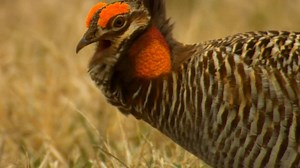 PRAIRIE CHICKENS -- Beginning in March, prairie chickens in Missouri gather to perform an age-old mating ritual. Learn more in this short video. -- Kipp@MDC | Missouri Dept. of Conservation
