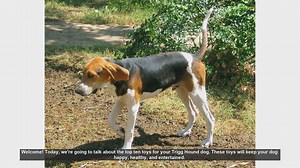 Top 10 Toys to Keep Your Trigg Hound Happy and Healthy