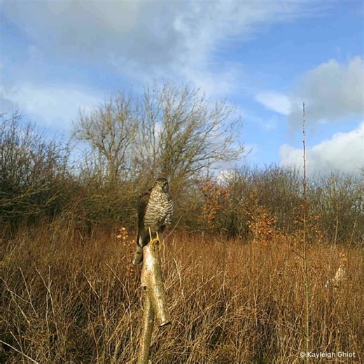 116K views · 851 reactions | Check out this fantastic trail camera...