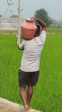 Sunny anna olla polaniki 🌾🐛 mandhu kottinam