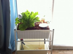 Indoor Mini Aquaponics System (IKEA-hack)