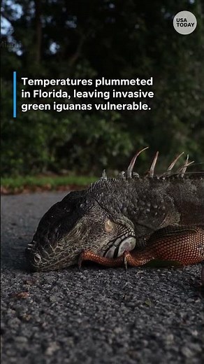 Cold-stunned iguanas appear 'frozen' as Florida's temperatures plummet