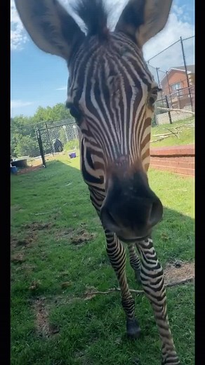 Adorable Baby Zebra Compilation