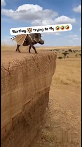 305K views · 6.8K reactions | Warthog  trying to fly 藍藍藍 | Bahati Givens KE | Facebook