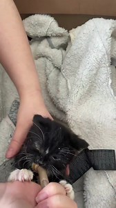 96K views · 3.6K reactions | When Dizzy Rascal first came to us he...