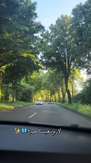 Serene Drive Through Lush Tree-Lined Road