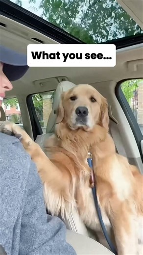 Why Do Dogs Grow Up So Fast? #dog #puppy