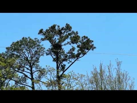 Eagles First Flight Journey March27