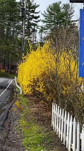 11K views · 953 reactions | Where flowers bloom so does hope! Art by me and the best by Nature Music: Saladin: Kingdom of Heaven by Harry Gregson-Williams #SpringAwakening #IMANart | Iman | Facebook