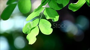 Locust tree leaves with wind blowing and sounds of birds singing and other sounds from nature Stock Video