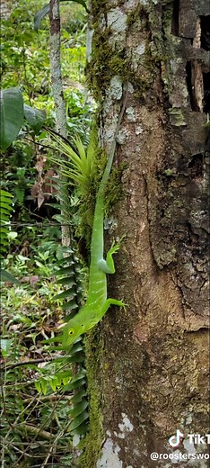Meet Greeney: The Jamaican Giant Green Lizard