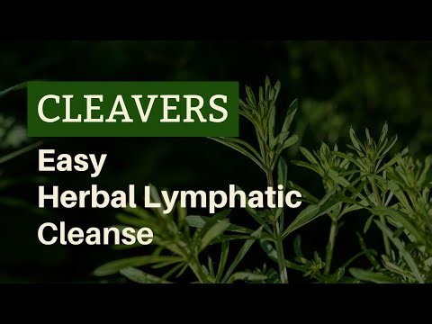 Cleavers Lymphatic Cleans Tea