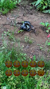 First time I’ve ever seen this, I’ve lived in country my whole life. The fact I almost stepped on all 3 of them 🤦🏼‍♀️. | Amanda Lee