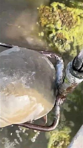 Turtle Catching Techniques | Simple and Effective Methods