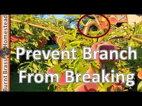 How To Support Fruit Tree limbs ...Fruit Too Heavy For Branches