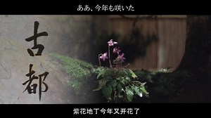 映画『古都』1963（中日字幕）