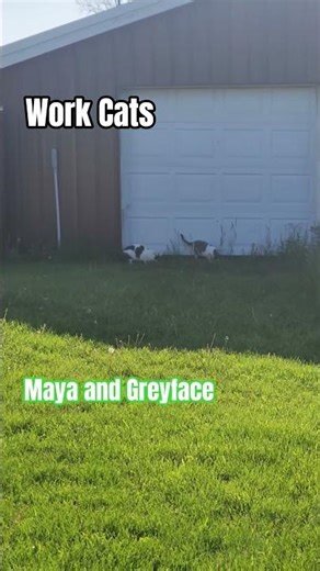 Work Cats. Maya and Greyface. #workcats ##rescuekitty #rescuecat #VBISD #michigan #rescue #cats